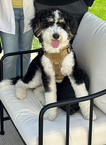 F1 Mini Bernedoodle Baxter of Dina & Goose